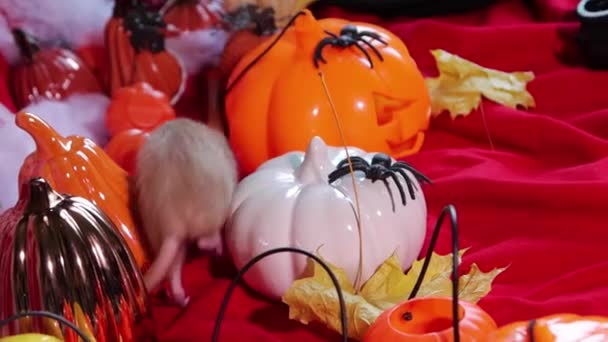 White Dumbo Rat Crawls Pumpkins Halloween Decorations — Stockvideo