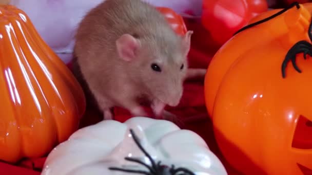 镜头流畅流畅 一只小白鼠在万圣节装饰 南瓜灯和玩具的背景下坐着洗澡 — 图库视频影像