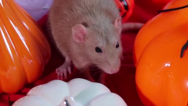 White Dumbo Rat Sits Pumpkins Halloween Decorations — Stok video