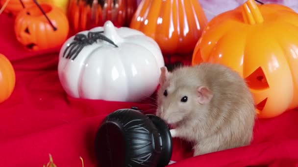 Una Rata Dumbo Blanca Arrastra Entre Calabazas Decoraciones Halloween — Vídeo de stock