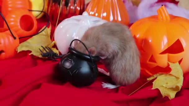 White Dumbo Rat Sits Pumpkins Halloween Decorations — Video Stock