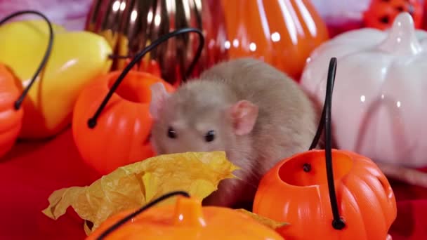 White Dumbo Rat Sits Pumpkins Halloween Decorations — Stock Video