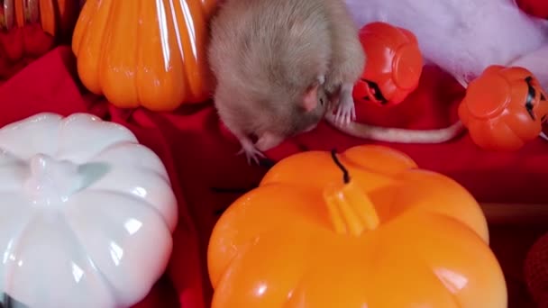 镜头流畅流畅 一只小白鼠在万圣节装饰 南瓜灯和玩具的背景下坐着洗澡 — 图库视频影像