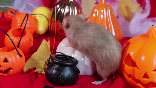 White Dumbo Rat Crawls Pumpkins Halloween Decorations – Stock-video