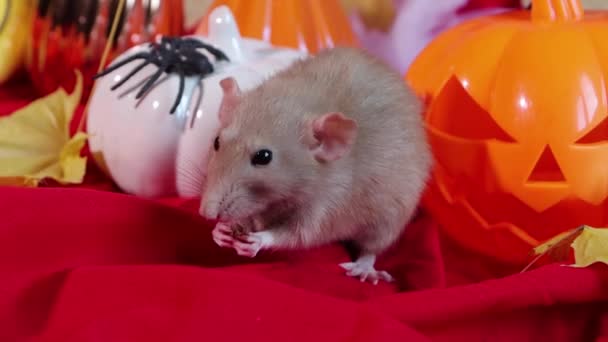 Smooth Camera Movement Close White Dumbo Rat Eating Food Background — Video Stock