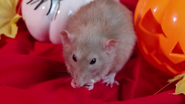Smooth Camera Movement Close White Dumbo Rat Eating Food Background — Stock video