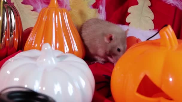 Smooth Camera Movement Close White Dumbo Rat Sitting Washes Backdrop — Video