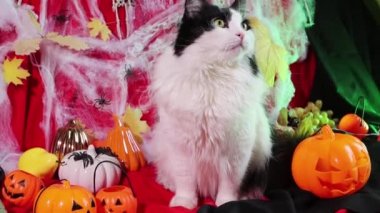 Close-up portrait of a black and white cat against the background of pumpkins, cobwebs and Halloween decorations.