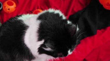 Üst manzara, kamera hareketi, cadılar bayramı dekorasyonunun arka planına bakan siyah beyaz kedi..