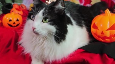 Portrait of a black and white cat lying next to pumpkins, cobwebs and Halloween decorations.