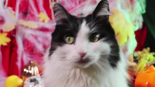 Close Portrait Black White Cat Background Pumpkins Cobwebs Halloween Decorations — Videoclip de stoc