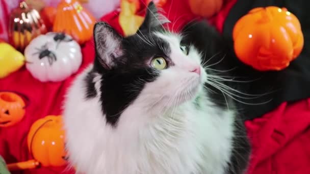 Ritratto Ravvicinato Gatto Bianco Nero Sullo Sfondo Zucche Ragnatele Decorazioni — Video Stock