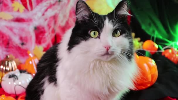 Close Portrait Black White Cat Background Pumpkins Cobwebs Halloween Decorations — Stock Video