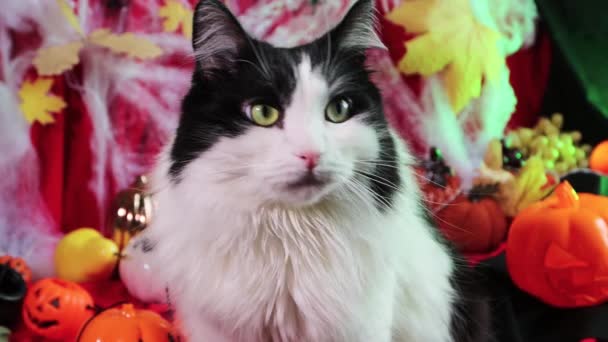 Close Portrait Black White Cat Background Pumpkins Cobwebs Halloween Decorations — Video Stock