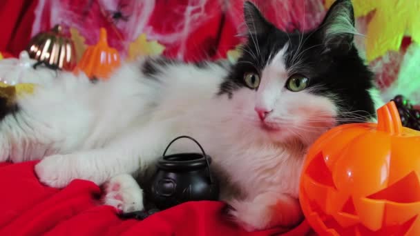 Portrait Black White Cat Lying Next Pumpkins Cobwebs Halloween Decorations — Stockvideo
