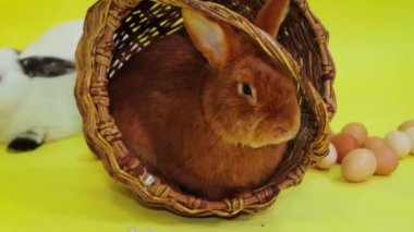 Smooth camera movement, Red Easter Bunny sits in a basket isolated on a yellow background.