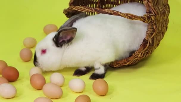White Easter Bunny Sits Basket Next Chicken Eggs Isolated Yellow — Video