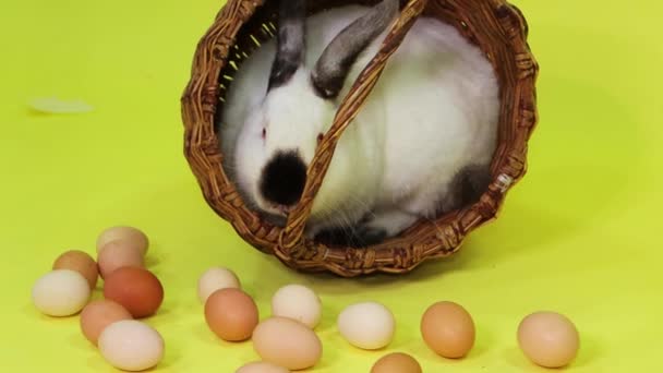 White Easter Bunny Sits Basket Next Chicken Eggs Isolated Yellow — Video