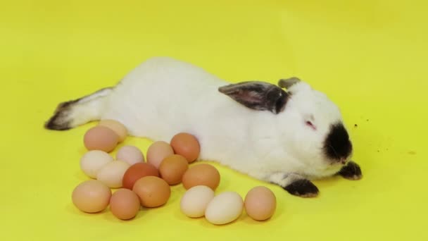 White Easter Bunny Lies Next Chicken Eggs Isolated Yellow Background — ストック動画