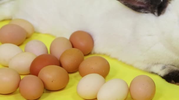 White Easter Bunny Lies Next Chicken Eggs Isolated Yellow Background — Video