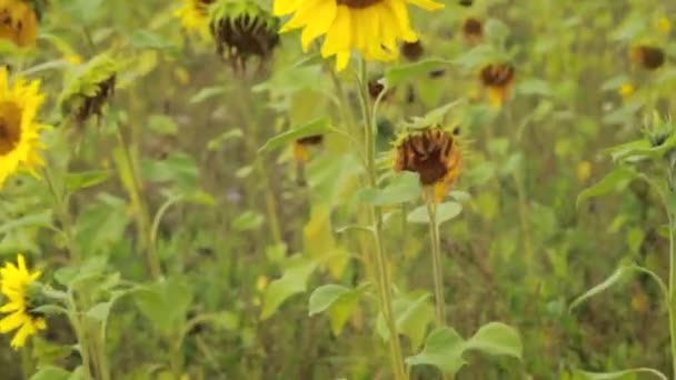 Eine Nahaufnahme Einer Sonnenblume Die Spätsommer Und Frühherbst Bei Starkem — Stockvideo