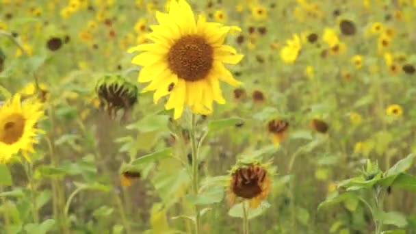 Eine Nahaufnahme Einer Sonnenblume Die Spätsommer Und Frühherbst Bei Starkem — Stockvideo