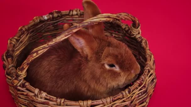 滑らかなカメラの動き 赤いウサギは赤い背景に隔離されたウィッカーバスケットに座っています — ストック動画