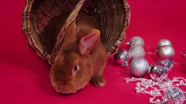滑らかなカメラの動き 赤いウサギは赤い背景に隔離されたクリスマスの装飾の隣のウィッカーバスケットにあります — ストック動画