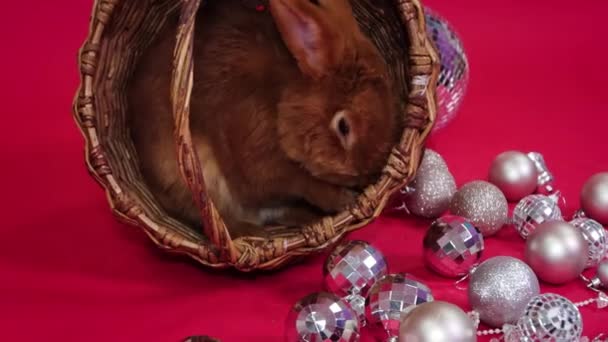滑らかなカメラの動き 赤いウサギは赤い背景に隔離されたクリスマスの装飾の隣のウィッカーバスケットにあります — ストック動画