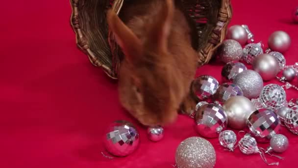 Гладкое Движение Камеры Красный Кролик Лежит Плетеной Корзине Рядом Рождественскими — стоковое видео