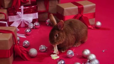 Kırmızı arka planda Noel hediyelerinin yanında kırmızı tavşan, yumuşak kamera hareketi.