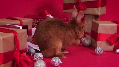 Kırmızı arka planda Noel hediyelerinin yanında kırmızı tavşan, yumuşak kamera hareketi.