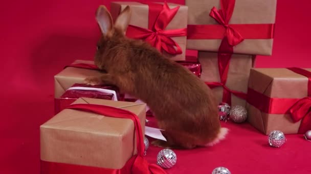 Κόκκινο Κουνέλι Δίπλα Στα Δώρα Χριστουγέννων Ένα Κόκκινο Φόντο Ομαλή — Αρχείο Βίντεο