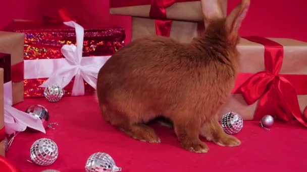 Kırmızı Arka Planda Noel Hediyelerinin Yanında Kırmızı Tavşan Yumuşak Kamera — Stok video