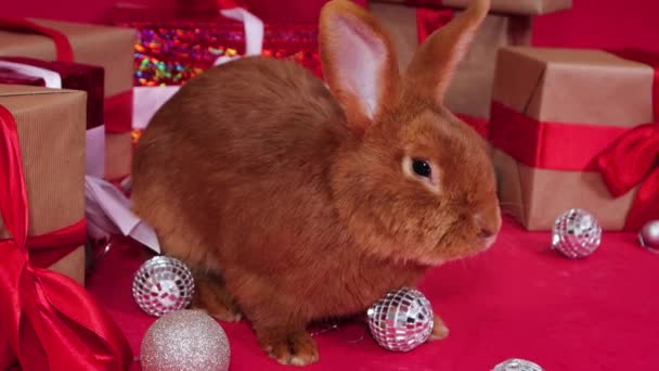 Червоний Кролик Біля Різдвяних Подарунків Червоному Тлі Плавний Рух Камери — стокове відео