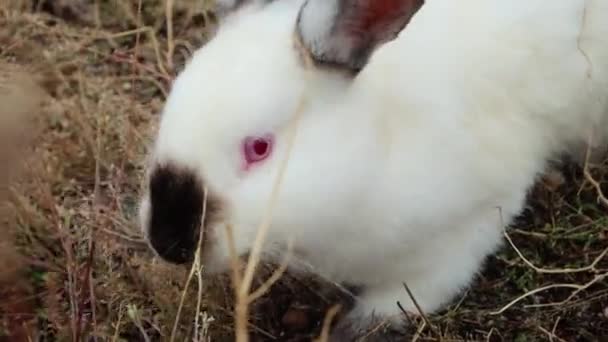 Κοντινό Πλάνο Πορτρέτο Ενός Λευκού Κουνελιού Που Κάθεται Ψηλό Ξηρό — Αρχείο Βίντεο