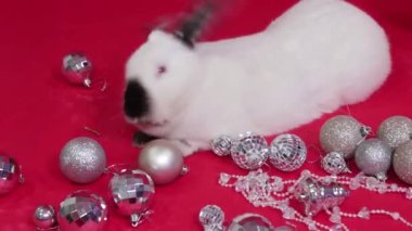 Noel hediyelerinin ve dekorasyonların yanında beyaz tavşan kırmızı arka planda, düzgün kamera hareketi, seçici odaklanma.