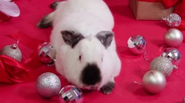 Noel hediyelerinin ve dekorasyonların yanında beyaz tavşan kırmızı arka planda, düzgün kamera hareketi, seçici odaklanma.