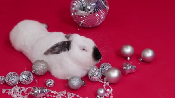 白色兔子旁边有圣诞礼物和装饰品 背景为红色 镜头流畅 焦点有选择 — 图库视频影像