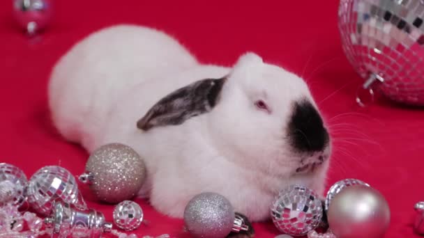 Wit Konijn Naast Kerstcadeaus Decoraties Een Rode Achtergrond Vloeiende Camerabeweging — Stockvideo