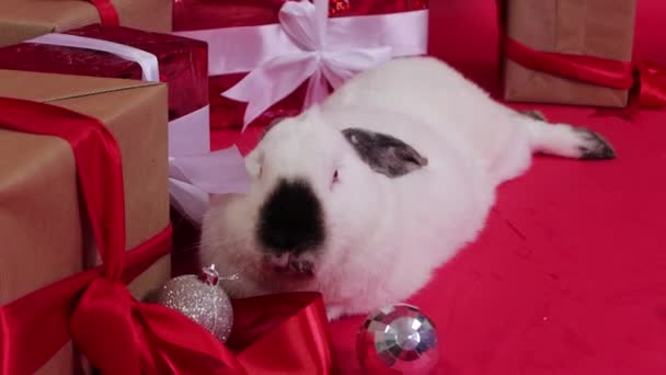 Conejo Blanco Junto Regalos Navidad Decoraciones Sobre Fondo Rojo Movimiento — Vídeos de Stock
