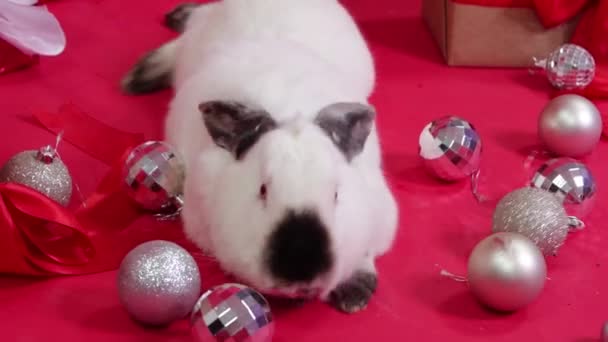 Белый Кролик Рядом Рождественскими Подарками Украшениями Красном Фоне Плавное Движение — стоковое видео