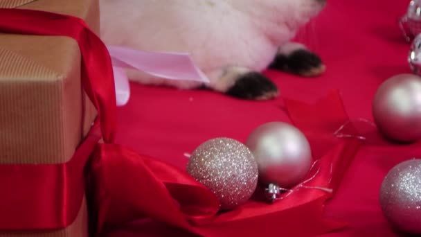 Wit Konijn Naast Kerstcadeaus Decoraties Een Rode Achtergrond Vloeiende Camerabeweging — Stockvideo
