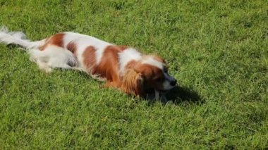Şövalye Kral Charles Spaniel 'in yavru köpeği yeşil çimlerde oynuyor..