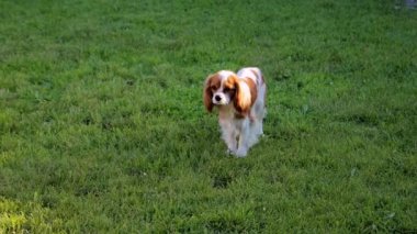 Şövalye Kral Charles Spaniel 'in yavru köpeği yeşil çimlerde oynuyor..