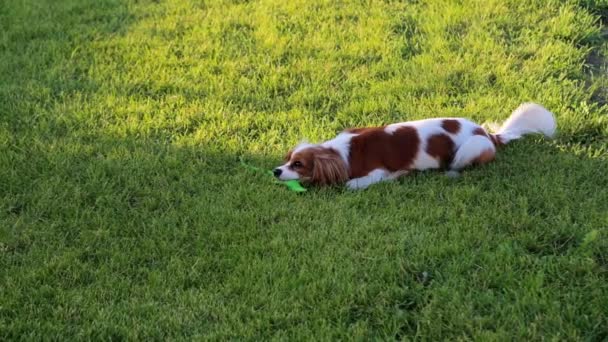 キャバリエ王チャールズ スパニエルの子犬の品種は緑の芝生で再生されます — ストック動画