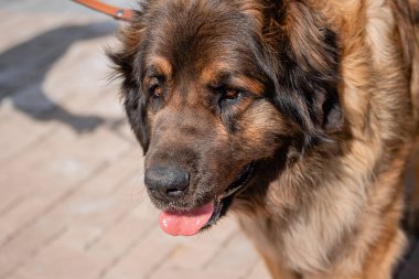 Bir bahar parkının arka planında safkan bir köpeğin portresi..