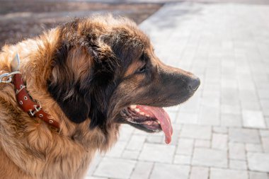 Bir bahar parkının arka planında safkan bir köpeğin portresi..