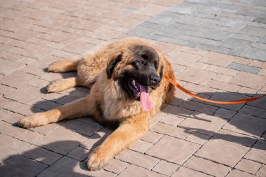 Bir bahar parkının arka planında safkan bir köpeğin portresi..