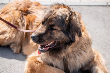 Bir bahar parkının arka planında safkan bir köpeğin portresi..